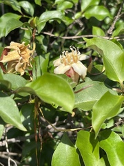 Strophanthus petersianus