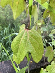 Aristolochia trilobata