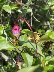 Strophanthus petersianus