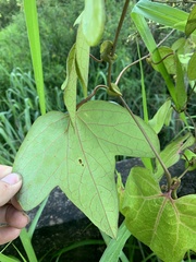 Aristolochia trilobata
