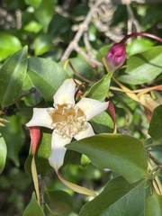 Strophanthus petersianus