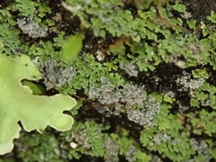 Psoroma coralloideum