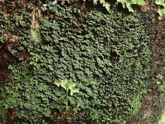 Psoroma coralloideum