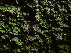 Psoroma coralloideum