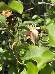 Strophanthus petersianus
