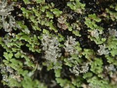 Psoroma coralloideum