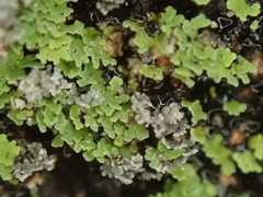 Psoroma coralloideum