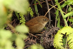 Bradypterus seebohmi