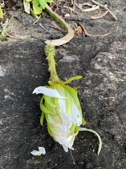 Selenicereus setaceus