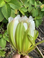 Selenicereus setaceus