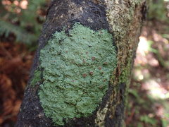 Pannaria implexa