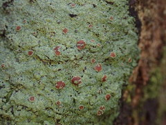 Pannaria implexa