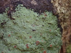 Pannaria implexa