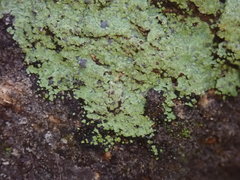 Pannaria implexa