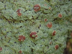 Pannaria implexa