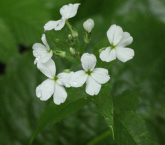 Hesperis matronalis voronovii