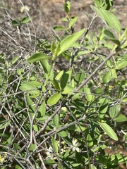 Coptosperma zygoon