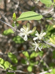 Coptosperma zygoon