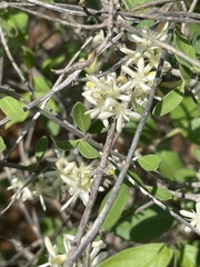 Coptosperma zygoon