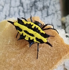Gasteracantha panisicca
