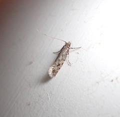 Lindera tessellatella