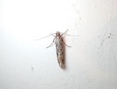 Lindera tessellatella