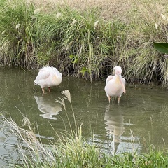 Pelecanus onocrotalus