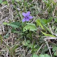 Viola philippica pseudojaponica