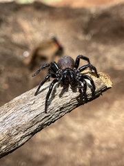 Hadronyche modesta