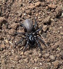 Hadronyche modesta