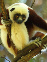 Propithecus coquereli