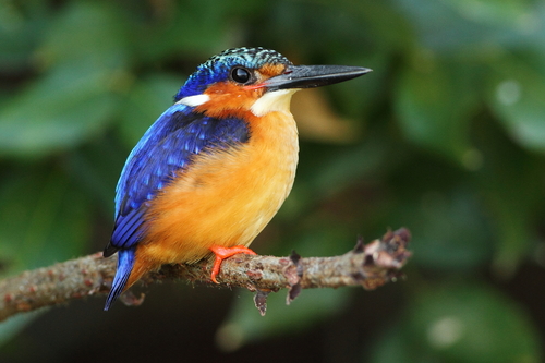 Malagasy Kingfisher