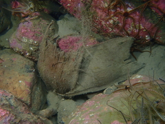 Dipturus intermedius