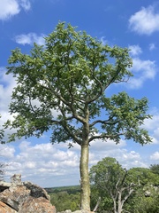 Commiphora marlothii