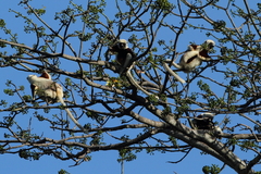 Propithecus coquereli