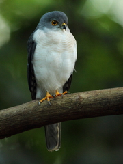 Accipiter francesiae