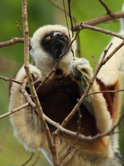 Propithecus coquereli
