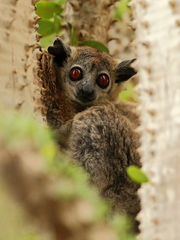 Lepilemur leucopus