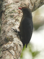 Hypositta corallirostris