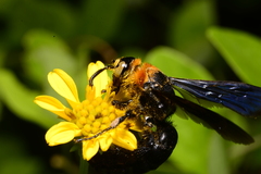 Campsomeriella