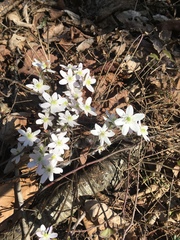 Hepatica