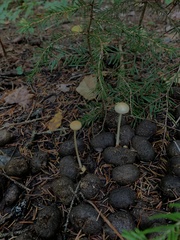 Protostropharia alcis