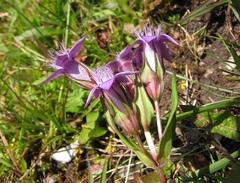Gentianella anisodonta