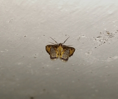 Nymphicula