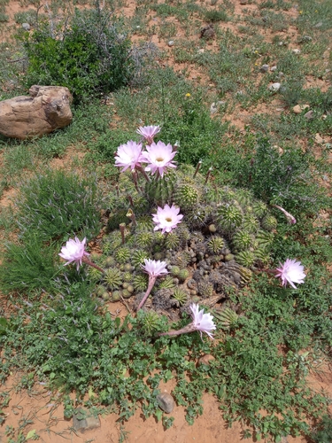 Echinopsis oxygona