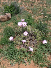 Echinopsis oxygona