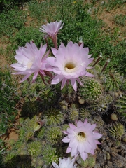 Echinopsis oxygona
