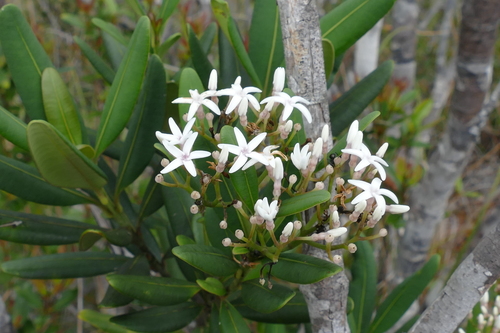 Alstonia coriacea observed 2021-12-08