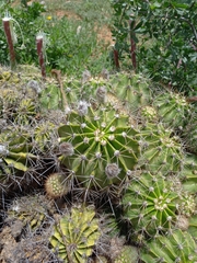 Echinopsis oxygona