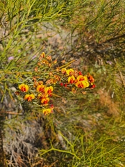 Daviesia divaricata